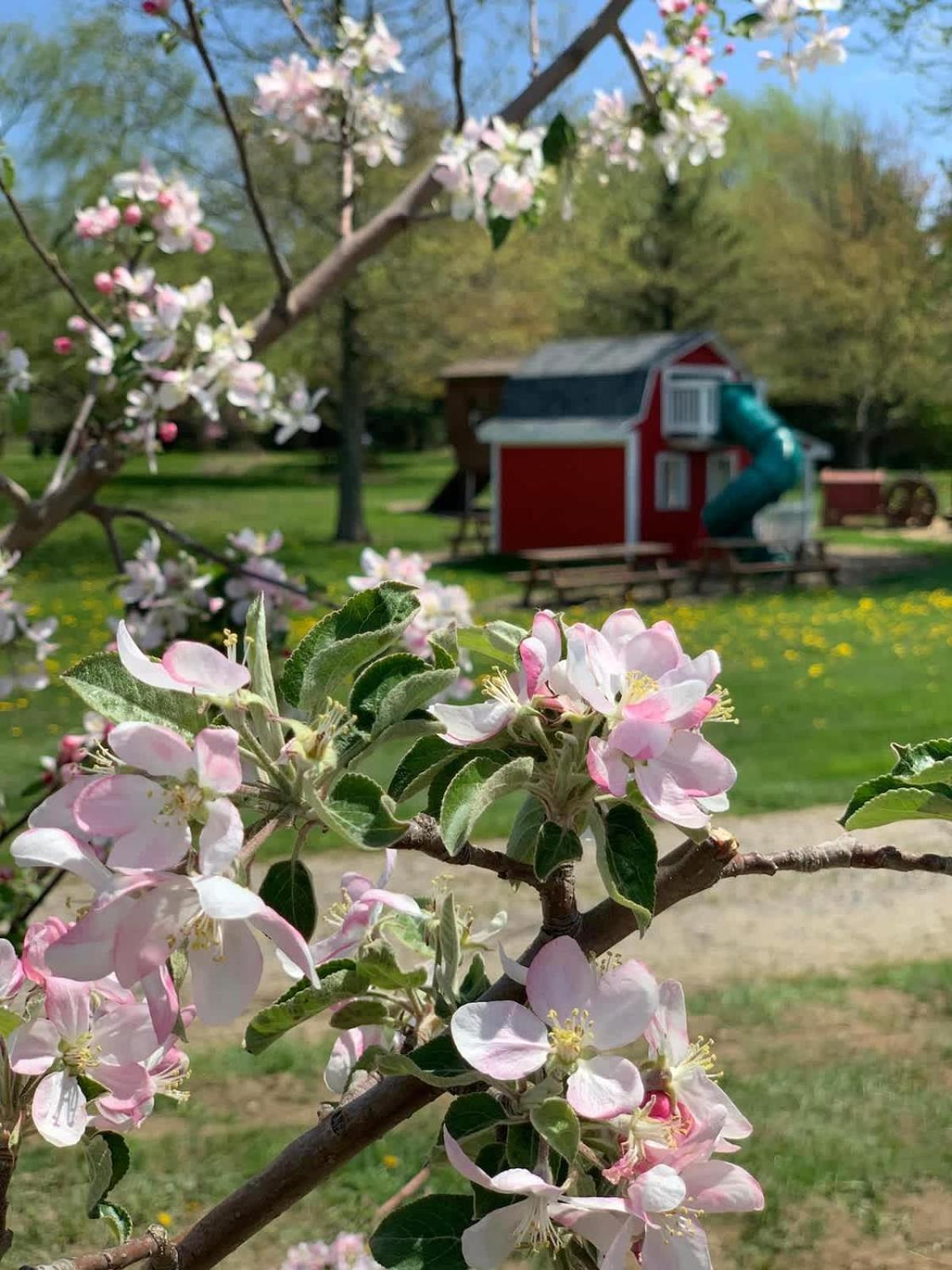 The Cortland Cottage At Brant'S Apple Orchard Ashtabula Buitenkant foto